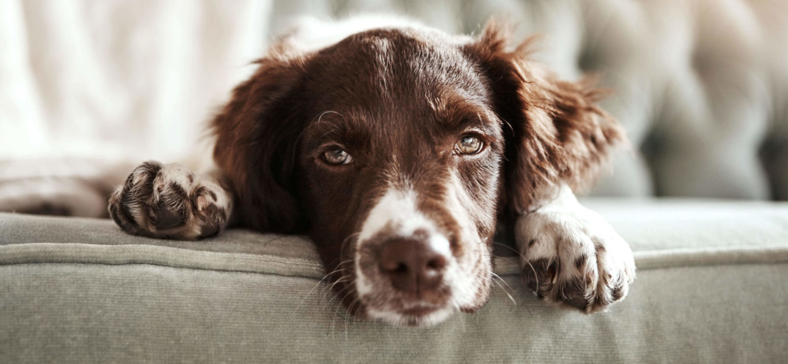 Garrington Brand Dog
